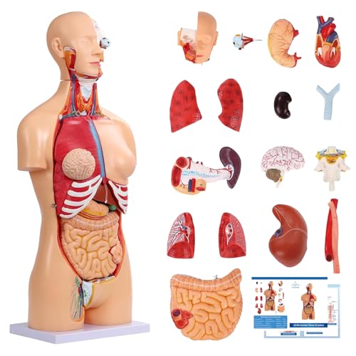 Image of Dual-Sex Human Body Model 33.4 inch, 32 Part Removable Human Torso Anatomy Model with Heart Brain Visceral Organ Muscular Layers Bone Vessels Includes Manual for Medical Scientific Education