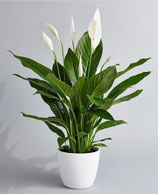 Trendygreens Pink Peace Lily, Spathiphyllum Indoor Air Purify Plant 1 Healthy Live Plant With Mini Black Pot (White) (B0BYF8X8TH) Amazon Price History, Amazon Price Tracker