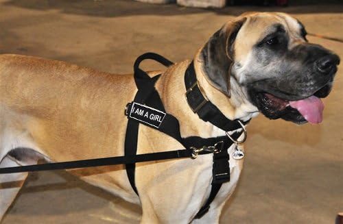 DT Universal No Pull Dog Harness, I Am A Girl, Black, X-Small, Fits Girth Size: 21-Inch to 25-Inch