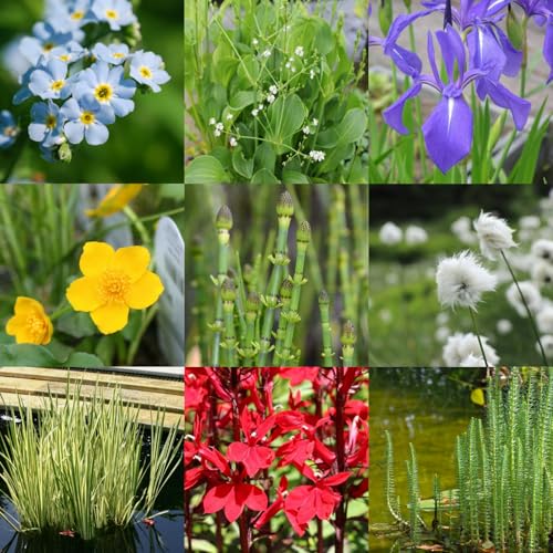 Carbeth Plants Pond Plants for Small Ponds - Mix of 4 X 9cm Pots - Assorted Marginal Water Plant -...