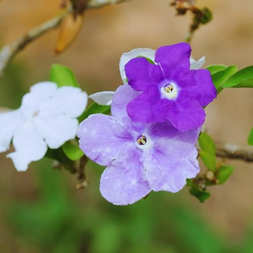 Miniatura 7 de Ayer hoy y mañana Planta viva, de 5 a 7 plántulas altas, bien enraizadas, planta de arbustos de flores, planta Brunfelsia Plantas iniciales vivas