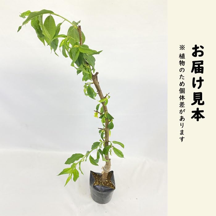 果樹苗】照手水蜜