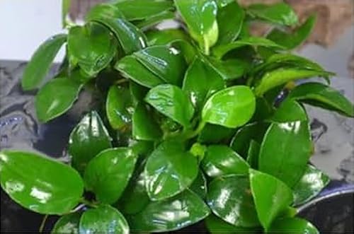 Anubias Nana Petite - Single Plant - Live Aquarium Plant/Fish Tank