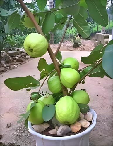 Image of Hidden Enterprise Thai 7 Guava Live Fruit Plant Premium Thai Sweet Variety | Height 1.5-2 Feet | Without Pot | Ideal for Home Garden Balcony Terrace Outdoor Growing with Healthy Roots