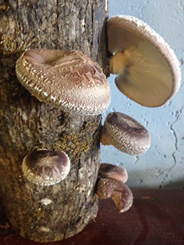 12" Shiitake Mushroom Log Grow Your Own Amazing Edible Mushrooms - Thumbnail 3