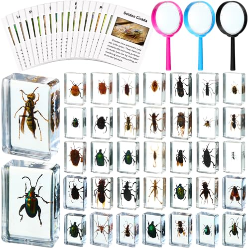 GlikCeil 36 Pcs Insect in Resin Specimen Bugs Discovery Kit Collection Paperweight Bug with Information Flash Cards Preserved in Resin with 3 Magnifier for Scientific Educational Display Supplies