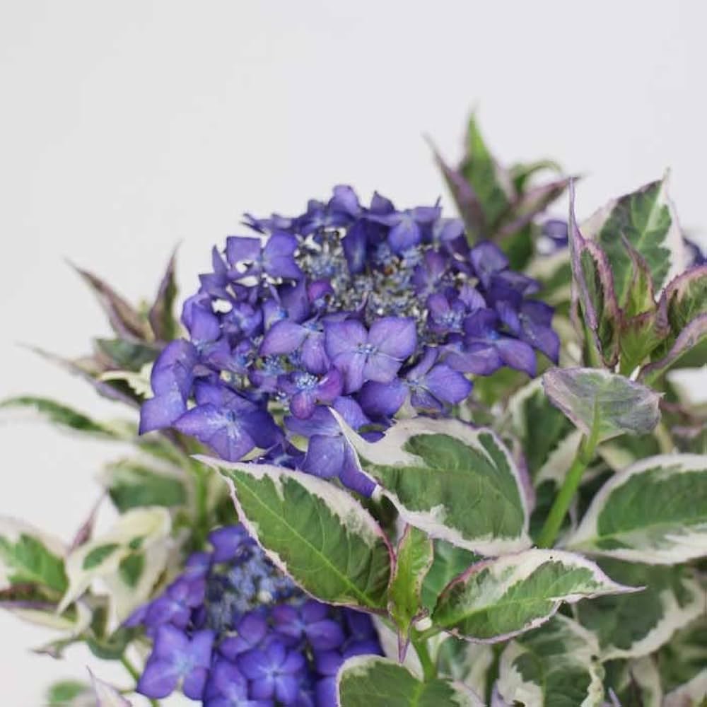 Amazon.co.jp: ヤマアジサイ 苗 御殿場錦 (ごてんばにしき) 山野草