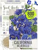 Seed Needs, California Bluebell Seeds - 800 Heirloom Seeds for Planting Phacelia campanularia - Annual Blue Flowers to Plant an Outdoor Butterfly Garden (1 Pack)