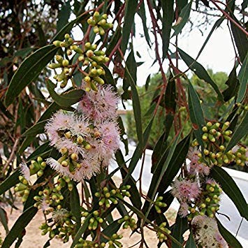 Potseed Las Semillas de eucalipto Calycogona Grosella Espinosa Mallee (E 73)