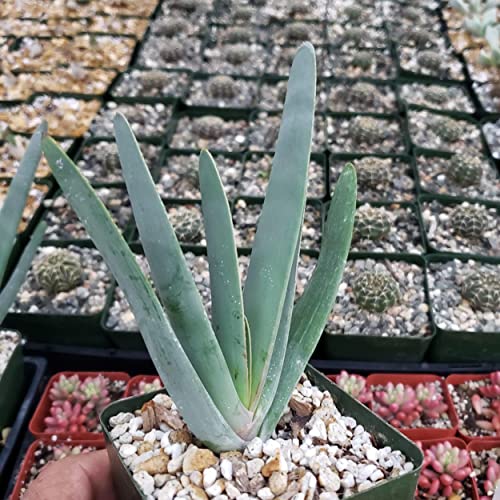 Planet Desert Aloe plicatilis Cacti Cactus Succulent Real Live Plant Planet Desert Aloe plicatilis Cacti Cactus Succulent Real Live Plant