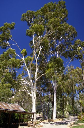 Zitronen-Eukalyptus - Corymbia citriodora - 15 Samen !!!