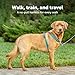 PetSafe 3 in 1 Dog Harness - No Pull Solution for Dogs - Reflective Dog Harness - Front D-Ring Clip Helps Stop Pulling - Comfortable Padded Straps - Top Handle Enhances Control - Plum - Extra Small