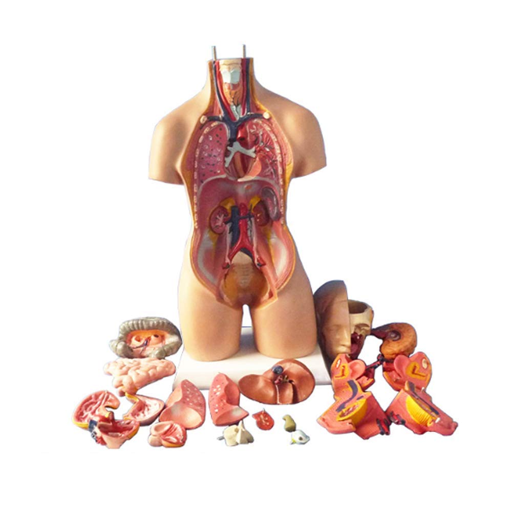 Unisex Human Anatomy Torso Body Model 55Cm / 21Zoll Removable Medizinische Lehre innere Organe 19 Teile