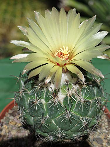 Coryphantha palmeri, Coryphantha compacta Cactus Seeds (25 Seeds)