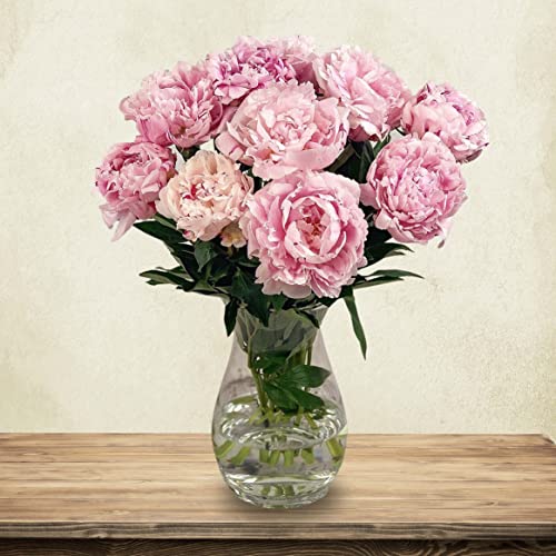 Perfect Peonies Fresh Flowers Pink Peony Flowers Fresh Peonys Flowers Delivered Next Day Prime Delivery Peonys Fresh Bouquet Perfect for Birthdays Anniversaries and Thank You Gifts