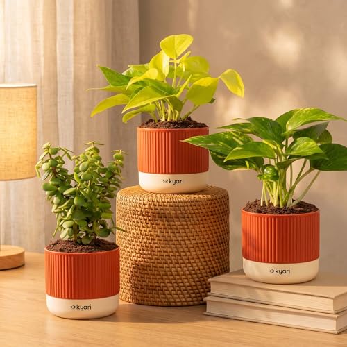 Image of Kyari Good Luck Combo of 3 Indoor Plants - Golden Money, Green Money & Jade with Red Self Watering Pot 4 Inch - Live Vastu Friendly Plants for Home Decor & Living Room - Good Luck Plant Set