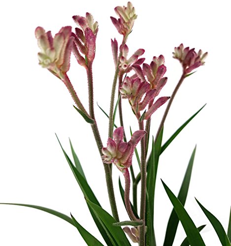 Känguruhpfötchen - Anigozanthos - pflegeleichte Zimmerpflanze - für warme Monate Terrasse/Balkon möglich - Kangaroo Paw australiens Schönheit für zu Hause (pink)