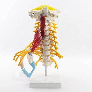 Study Model Educational Model Human Kidney Organ Anatomy Model Lifsize Organs Anatomical Model 41 Detachable Organs and Body Parts SaiFei