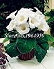 100 Pcs/Pack Gloxinia Seeds Perennial Flowering Seed Plants Sinningia Speciosa Seed Balcony Flower Mix Colors Can Be Choose - (Color: 13) #5