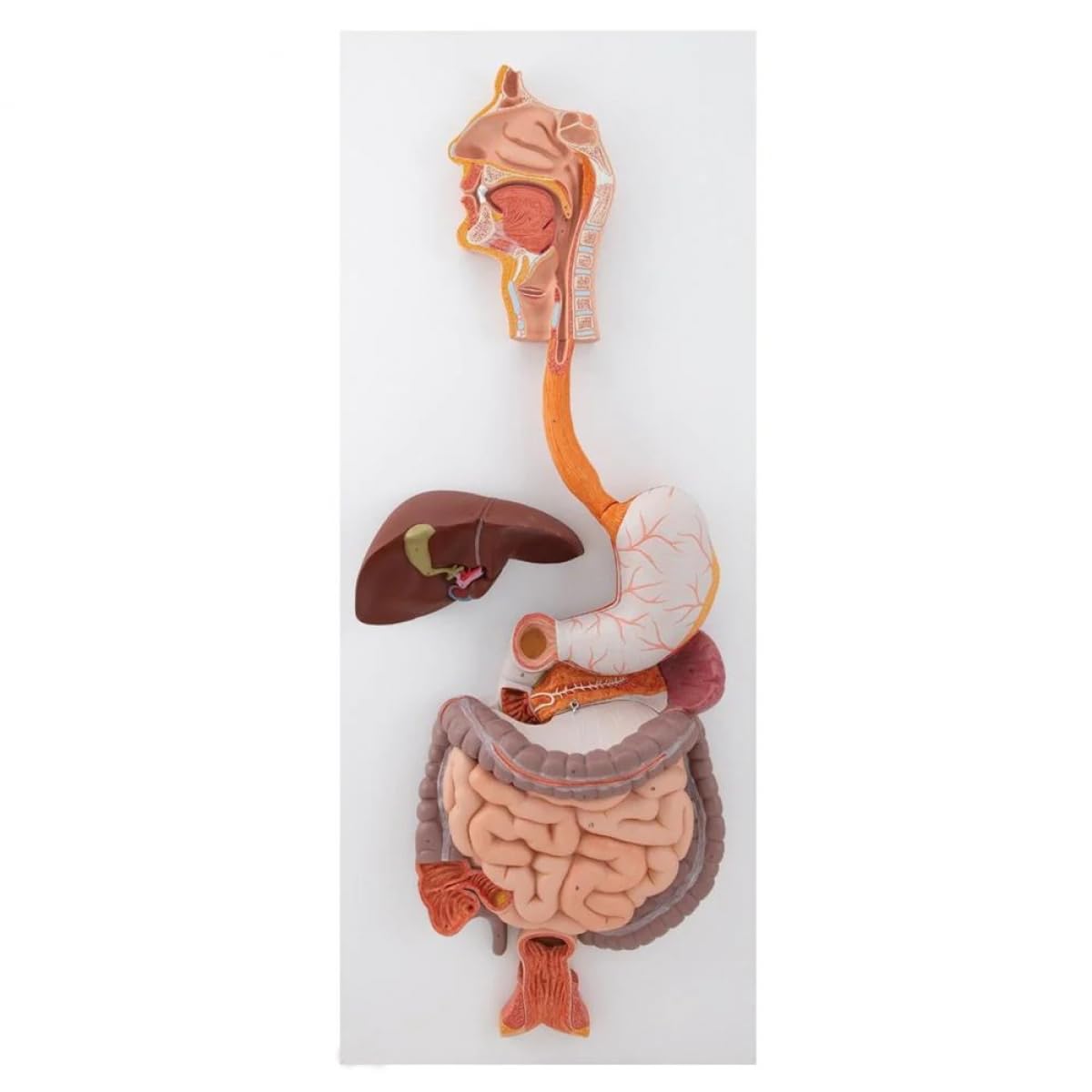 SIINC Digestive system model (B0D66WQHNC) Amazon Price History, Amazon Price Tracker