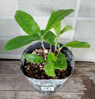 花芽付き！ミラクルフルーツ　苗　苗木　花芽 花芽付き！ミラクルフルーツ 苗 苗木 花芽 花芽付き ミラクル