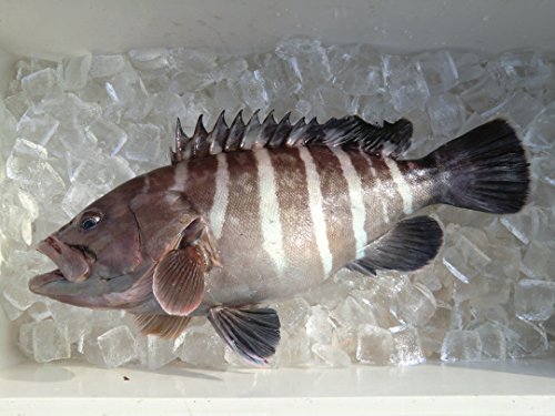Nhkうまい 幻の高級魚 マハタ 学生レシピまとめ 宇和島市