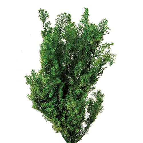 大地農園 プリザーブドフラワー ソフトヒムロスギ・ショート フォレストグリーン 約L20.0~35.0cm 60g入 DO001326-780