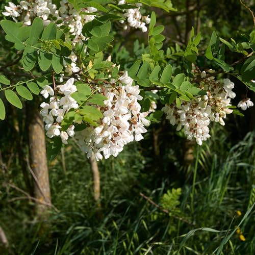 acacia negra - semillas orgánicas de jardín de rocas extremadamente resistentes semillas silvestres trepadora 50pcs