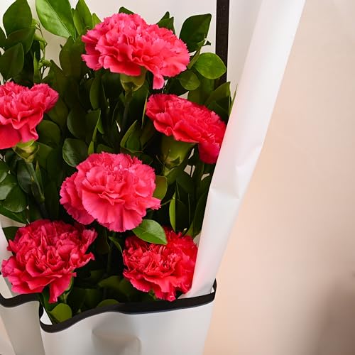 Image of FlowerAura Premium Fresh Live Flower Bouquet of 6 Pink Carnations In Designer Paper Gift For Birthday | Anniversary | Love | Home Decor | Fathers Day Gift For Dad (Same Day Delivery)