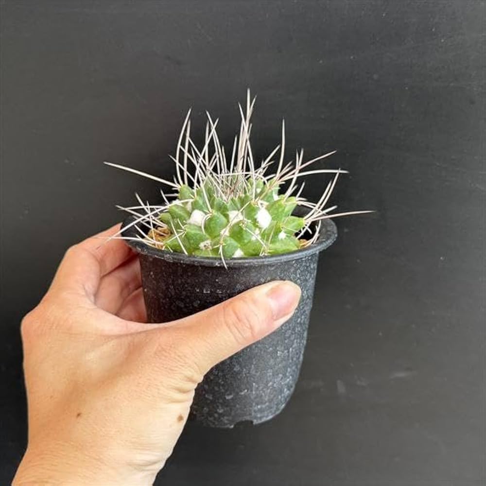 【希少】マミラリアクルシゲラ 国内実生 塊根植物 サボテン Mammillaria crucigera マミラリア クルシゲラ サボテン