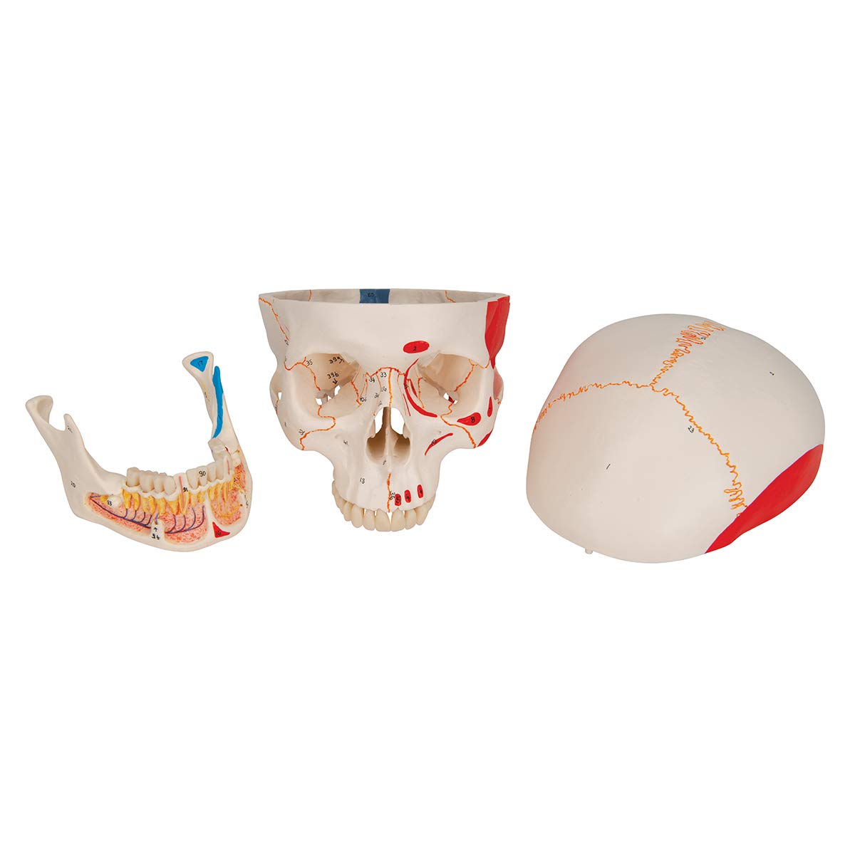 3B Scientific Human Anatomy Classic Human Skull Model with Opened