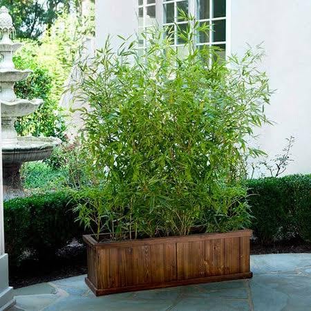 See full amazon price history chart for BISWAS PLANTS HOUSE` Chinese Bamboo Indoor/Outdoor (Golden) 1 Healthy Live Plant WB54 BISWAS PLANTS HOUSE` Chinese Bamboo Indoor/Outdoor (Golden) 1 Healthy Live Plant WB54 (B0CR1NPQ5M) Amazon Price History, Amazon Price Tracker
