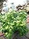 Ysander Pachysandra von Plantenwelt Wiesmoor für winterharte Gartenböden