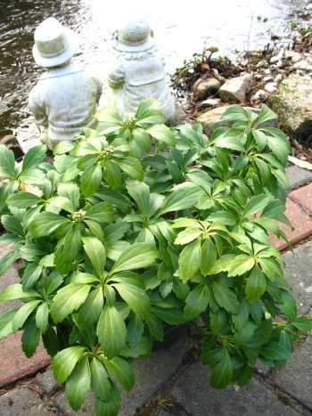 Dickmannchen Ysander Pachysandra terminalis 5-7 Triebe Topf VE...