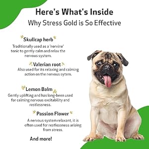 Pet-Wellbeing-Stress-Gold-for-Dogs-Vet-Formulated-Calming-and-Relaxing-Support-for-High-Stress-Situations-Natural-Herbal-Supplement-2-oz-59-ml - Cucciolini Doodles   Pet-Wellbeing-Stress-Gold-for-Dogs-Vet-Formulated-Calming-and-Relaxing-Support-for-High-Stress-Situations-Natural-Herbal-Supplement-2-oz-59-ml