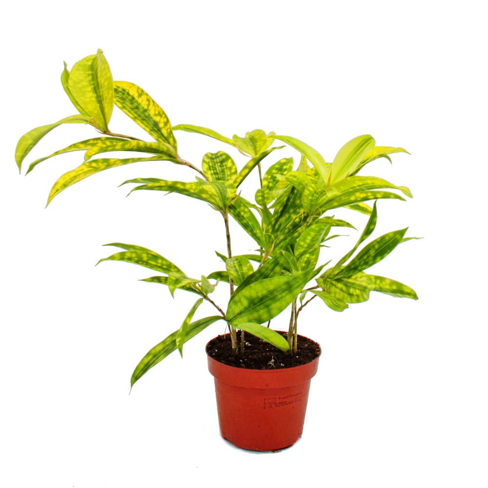 Drachenbaum - Dracaena surculosa Mike - 12cm - grn mit gelben Tupfen :  Amazon.de: Garten