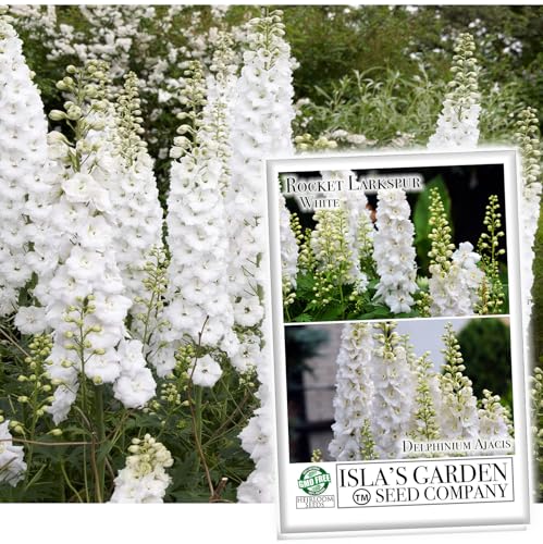 White Larkspur Rocket Flower Seeds for Planting, 250+ Seeds Per Packet, (Isla's Garden Seeds), Non GMO & Heirloom Seeds, Botanical Name: Delphinium Consolida, Great Home Garden Gift