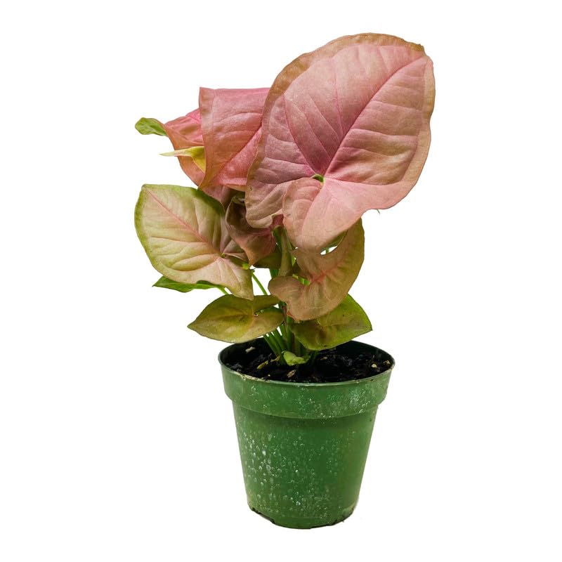 Oxygen purifier plants for home indoor, Syngonium Pink Plant - Stunning Indoor Plant for Beginners & Plant Lovers | Pack of 1 With pot-image-30