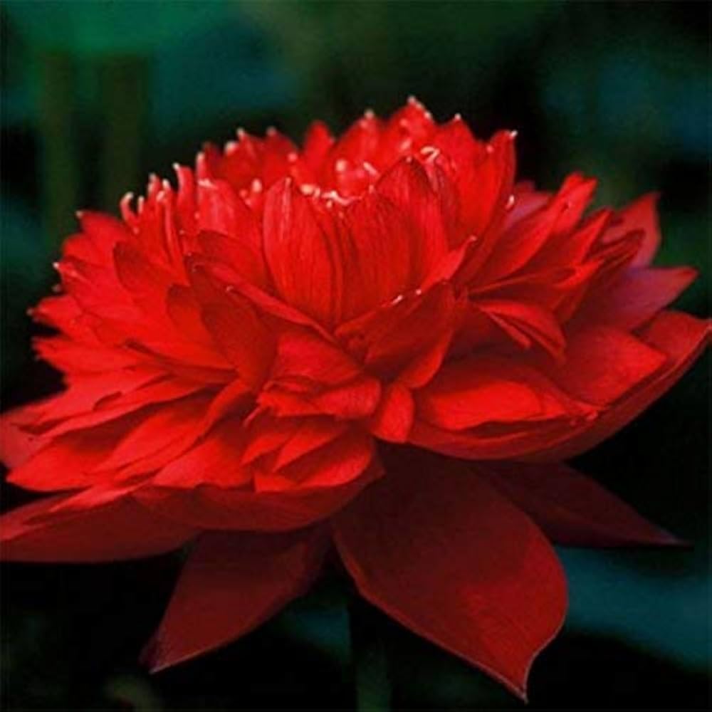 GOLDEN GLOW Red Lotus Flower Live Plant Tuber Bulb Nelumbo nucifera Large Size Flower Surely Blooming Within 45 Days for Home Garden Pack of 1 Without Pot (B0CVXTG1GF) Amazon Price History, Amazon Price Tracker