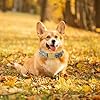 Unique style paws Dog Collar Green Pumpkin Flower Metal Buckle Durable Puppy Collar Halloween for Small Medium Large Boys Girls Dogs #4