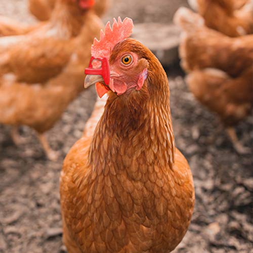 DOITOOL 41Pcs Pinless Peepers Frango Aves Blinders Peepers Com Ferramenta Alicate Alicate Definir An