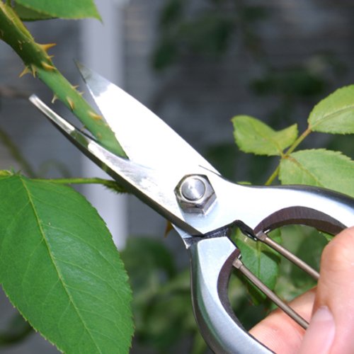 Amazon | 薔薇鋏180mm 金止 /62-3935-38 | 園芸用のこぎり