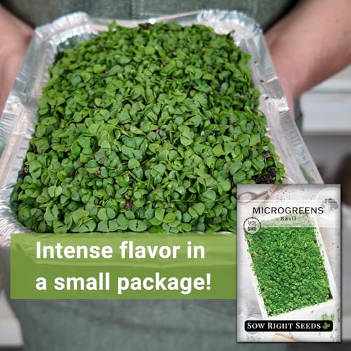 Sow Right Seeds - Sweet Basil Microgreen Seed for Growing - Instructions to Quickly Grow Your Own Delicious & Healthy Microgreens - Plant Indoors with no Special Equipment - Minimum of 8g per Packet - Image 3