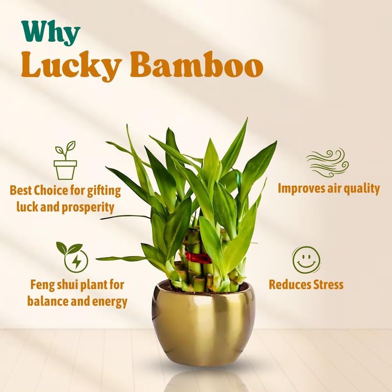 Image of Amulya FARMS Lucky Bamboo 2 Layer Plant in Golden Metal Pot | Indoor Live Bamboo Plant for Home, Living Room, Office, Desk Decoration | Vastu & Feng Shui Good Luck Plants