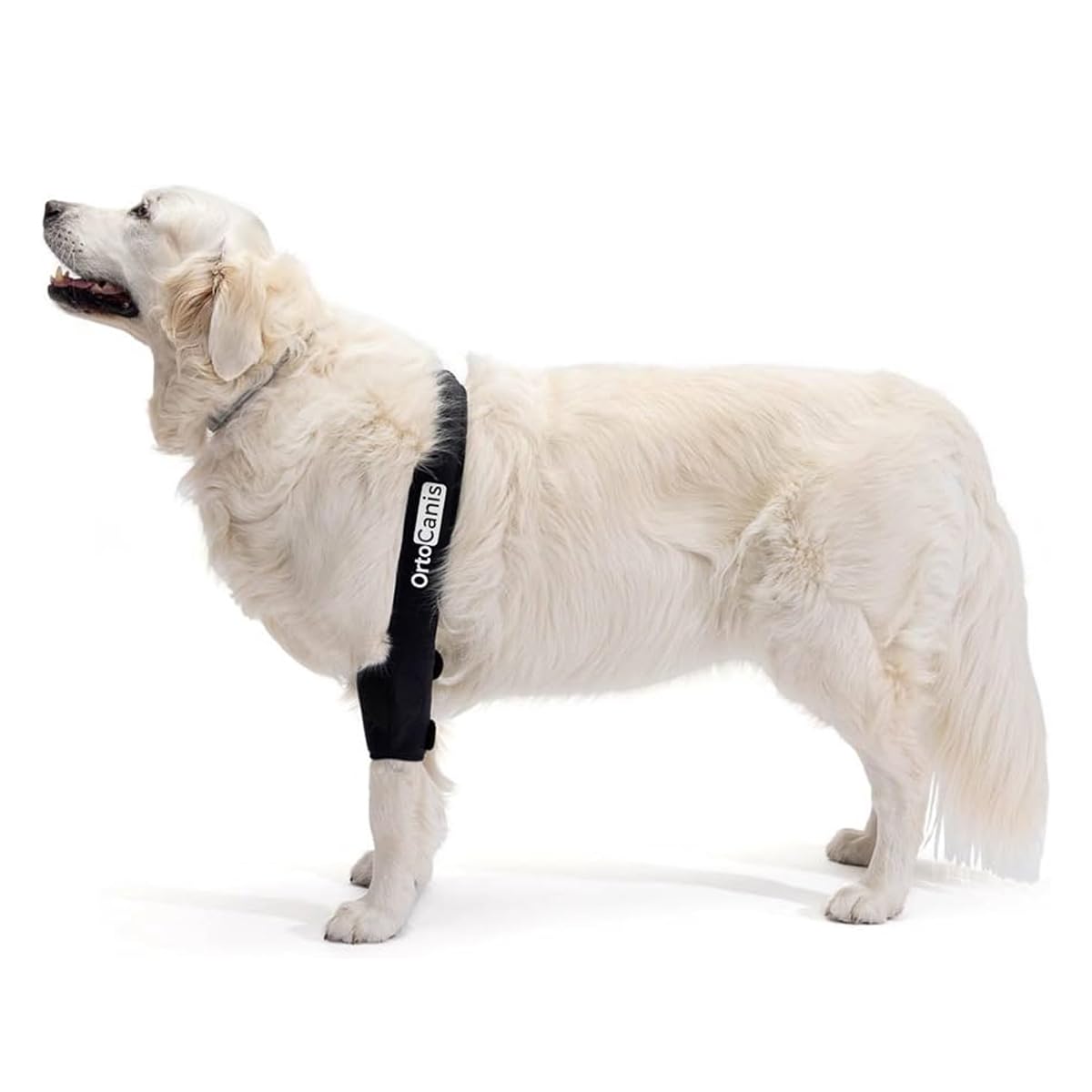Ortocanis - Protector de Codo para Perro - Codera para Pierna Derecha - Artritis Crónica, Displasia y Lesiones Cutáneas - Ayuda a Reducir Dolor e Inflamación - Talla: L 20,6-25 cm
