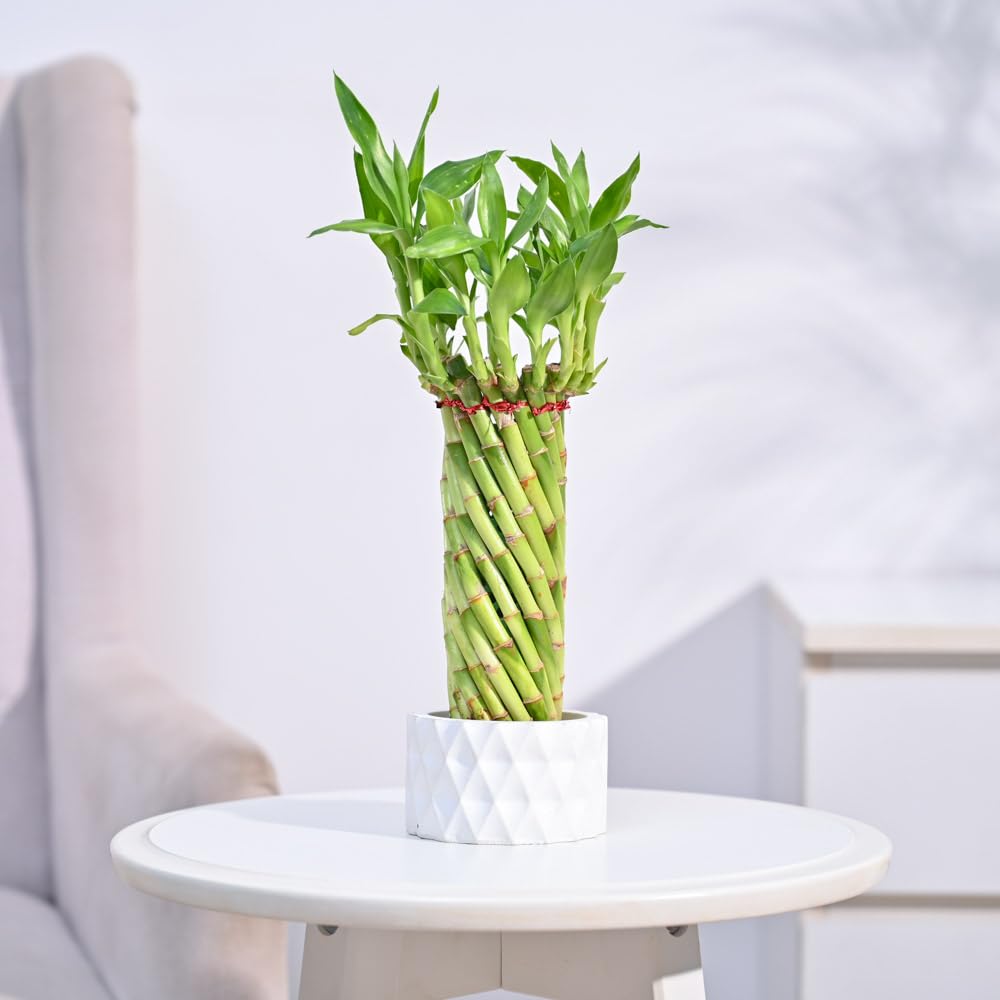 UGAOO Lucky Wheel Bamboo Plant with Criss Cross Pot (Small) | Indoor Live Plant for Living Room, Home, Office, Table, Kitchen & Desk Decor | Feng Shui Plant (B0DCC4MWWB) Amazon Price History, Amazon Price Tracker
