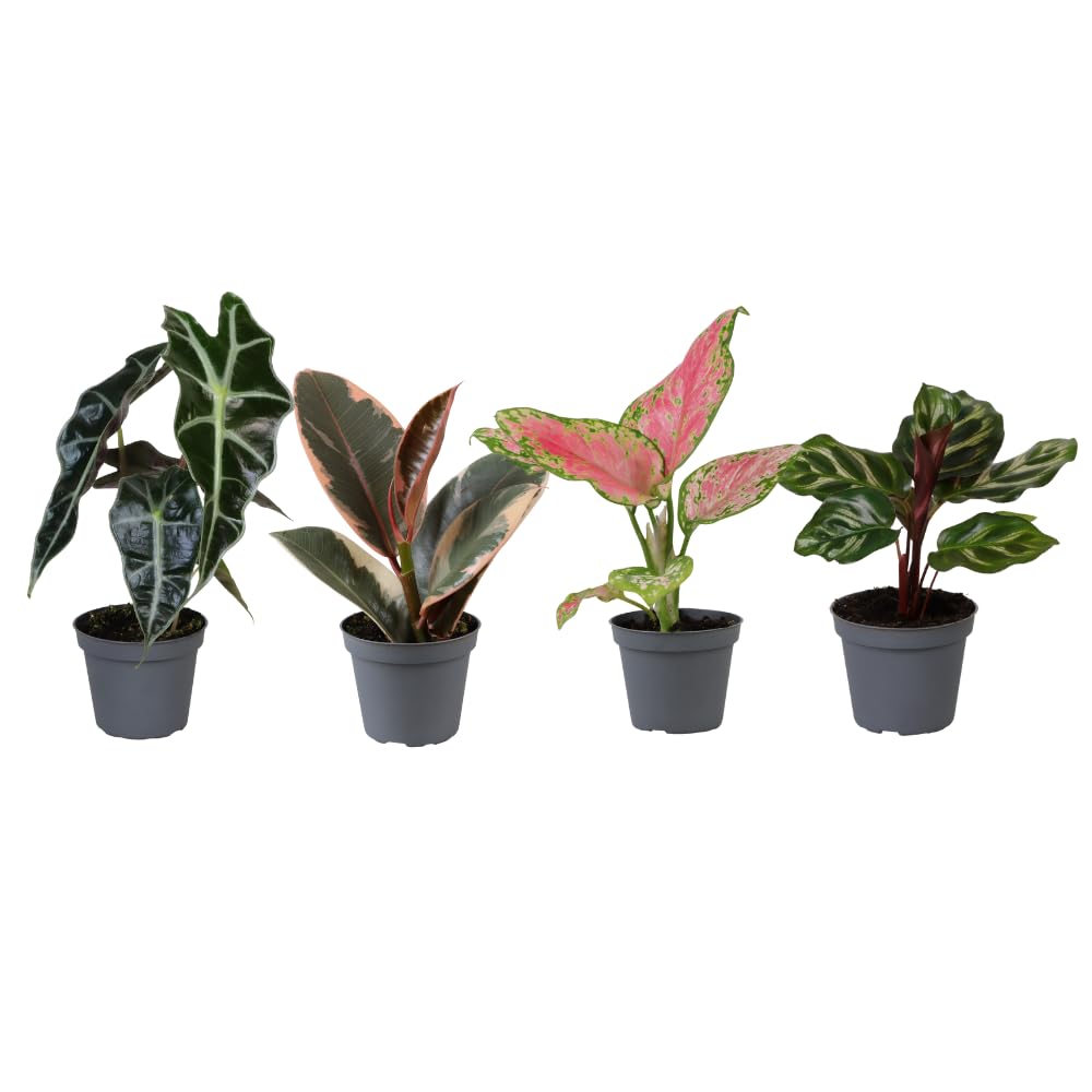 Mini naturalne rośliny, mieszanka różnych roślin, zestaw 4, doniczka 6 cm