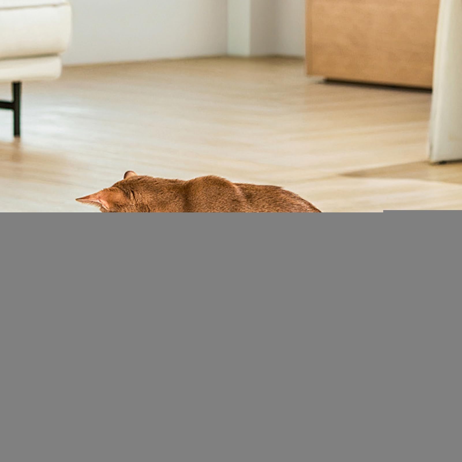 Distributore D'Acqua Per Animali Distributore USB Con Filtro | Fontana Automatica Per Da Interno Per Gatti Cani Cuccioli Interno Casa Soggiorno Pavimento Angolo