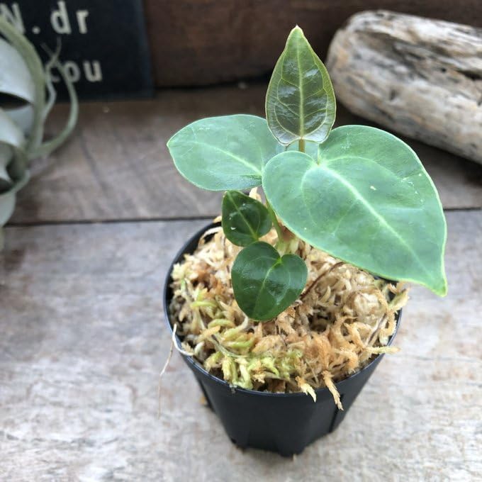Amazon | アンスリウム レガレ Anthurium 'Regale' 観葉植物 | ノー
