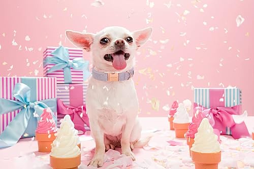 Miniatura 4 de ARING PET Collar de perro para niña, collar de algodón lavanda con correa, collar ajustable para perro y correa con hebilla de metal para perros